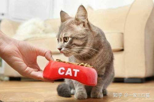 猫咪总是乱咬东西怎么办（防止猫咪咬坏家具，让猫咪停止乱咬的方法）