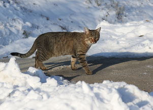 奇妙的猫的故事游戏之旅，猫的故事游戏攻略