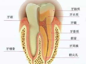 一个严肃的问题 智齿不疼就不用拔了吗 科通社