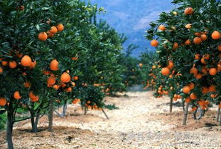 黄果柑什么时候成熟,柑橘类各个产地成熟时间
