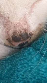 小猫鼻子上有硬黑的结痂,嘴部分有点掉毛,请问是什么我要怎么帮他治 