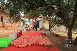 软籽石榴 一个网红水果的机遇与挑战