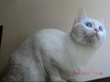 原来白猫大多数都是聋子,特别蓝眼的 有养白猫的吗 验证一下