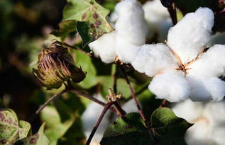 流蜜管理主要蜜源植物花期,棉花什么时候流蜜