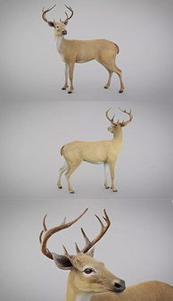 鹿3D模型 鹿3D模型库下载 鹿3D模型素材 我图网 