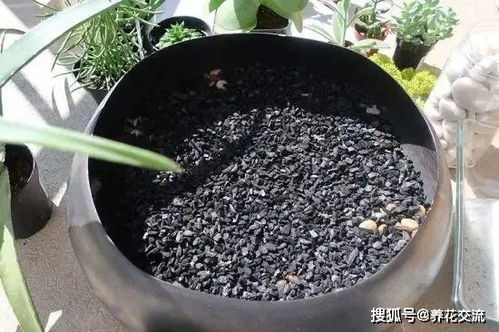 木炭在养花上的应用
