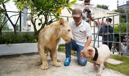 中国人养的狮子在柬埔寨街上乱逛 主人回应 有人故意借此敲诈
