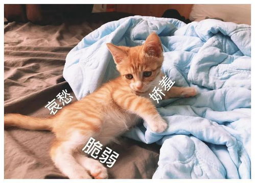 一个北京大学生决定养猫