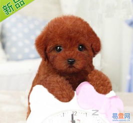 【广州泰迪犬价格多少 白云区哪里有卖纯种泰迪犬的图片】-白云 三元里易登网