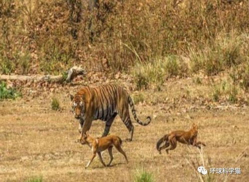 藏东南山里 被猛兽 掏狗 跟踪 它有多可怕,真能杀死老虎