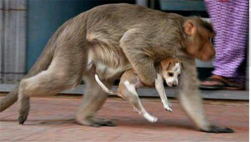猴子和狗在一起的温馨时刻,猴子做了一个什么举动感动到无数人