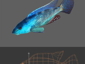 写实海鱼霸王短鲷带动画设计图下载 图片0.66MB 动物库 CG模型 