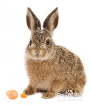 有网友问 兔兔舔人是什么意思 