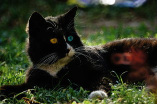 黑猫 小平说 不管白猫还是黑猫,逮住耗子的就是好猫