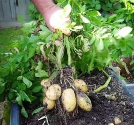 土豆发芽了怎么办 土豆发芽后怎么种植