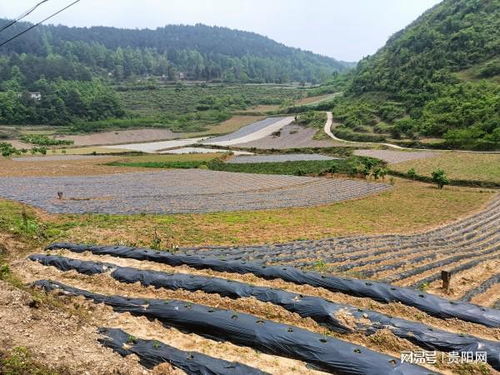 贵州贵阳开阳米坪乡