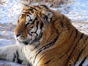 雪地中的4种猫科动物 雪豹尾巴最长,猞猁尾巴最短,东北虎最胖