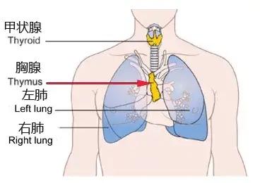 晚上睡不着 睡不好会怎样 变胖变丑变老变傻