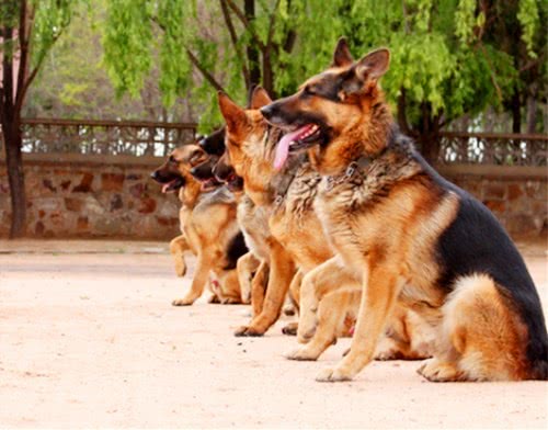 表情 警犬参加比赛,表情认真极为帅气,网友 果然是干大事的狗狗 表情 