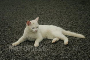 这是中华大白猫吗 