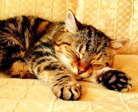 猫咪胰腺炎的原因是什么 
