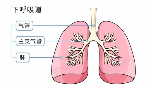 痰液变色,体内有病 咳出黑痰 黄痰 绿痰都是啥情况 一探究竟