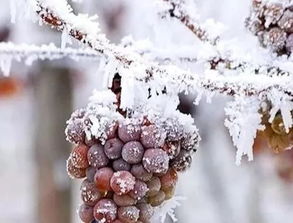 你见过大雪纷飞时的冰葡萄吗 冰葡萄冰凉可口,你知道如何种吗