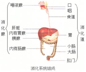 消化道包括口腔.咽.食道.胃.小肠.大肠.肛门等器官. 题目和参考答案 青夏教育精英家教网 