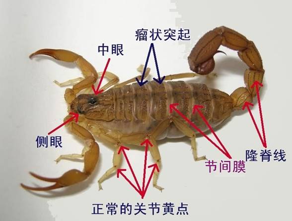 蝎子养殖常见疾病 蝎子关节炎的发病原理 预防和治疗
