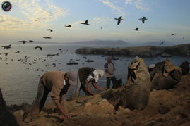 海鸟粪作用大 秘鲁将用于发展有机农业 