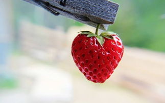 草莓代表什么生肖,陌若什么意思？