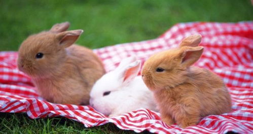 兔子喜欢阳光还是阴凉的地方 饲养兔子还需要注意这几点