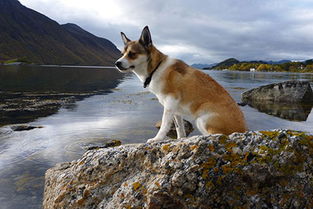 挪威伦德猎犬