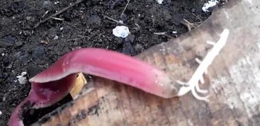 女子发现粉红色虫子,在木板上留下一物,形状怪异