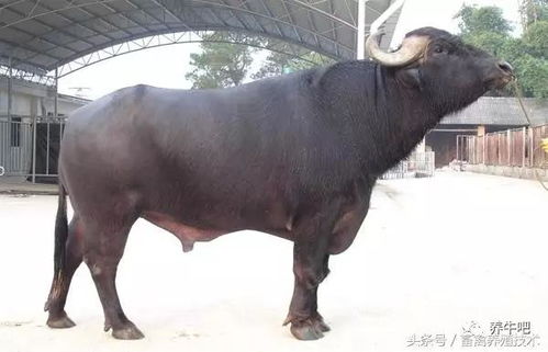 世界著名水牛品种介绍,中国水牛凭实力上榜