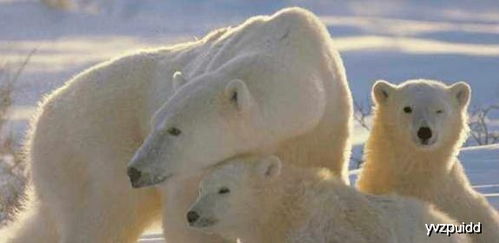 北极熊是陆地上最凶猛的食肉动物吗 大数据分析告诉你答案