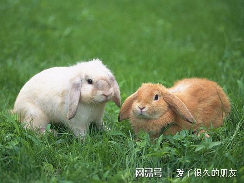 家有兔兔 兔子不拉屎什么意思,兔子不拉屎的原因