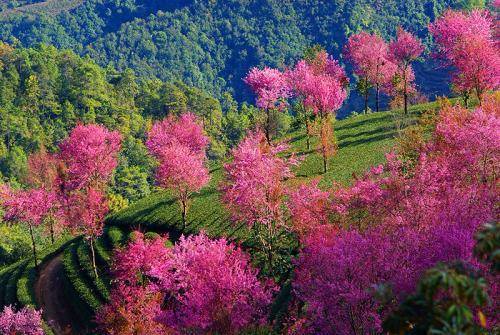 彝良后山樱花谷彝良后山樱花是什么时候开的 (宜良县免费停车场)