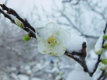 关于满树的雪枝的诗句