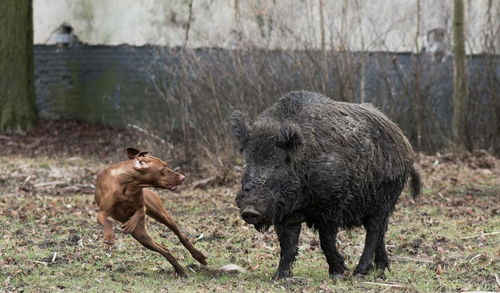 现在野猪也越来越多,对于三百斤的野猪,多少只土狗才能打得过呢
