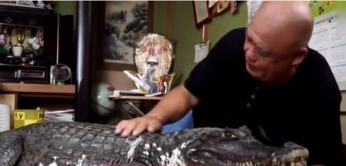 最硬核的老人 养鳄鱼当宠物34年,培养感情的秘诀是为其刷牙