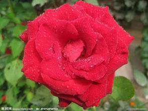关于雨后红玫瑰的诗句