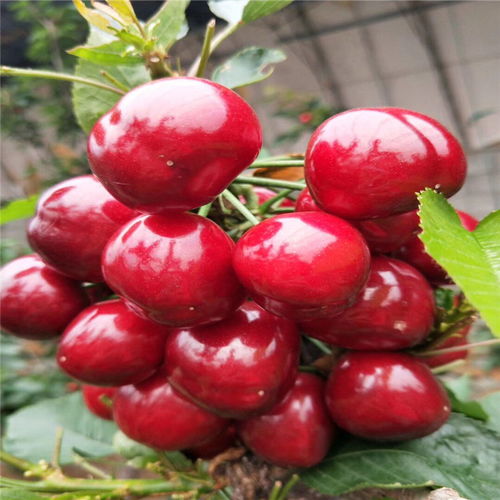 山东樱桃品种,哥伦比亚大樱桃品种？