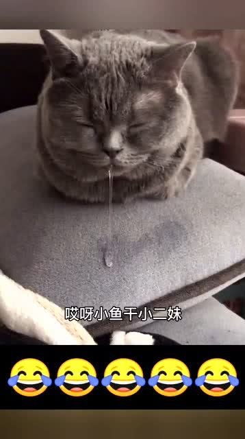 猫咪做梦梦见小鱼干,竟然流了一地的口水,还是现实太残酷 