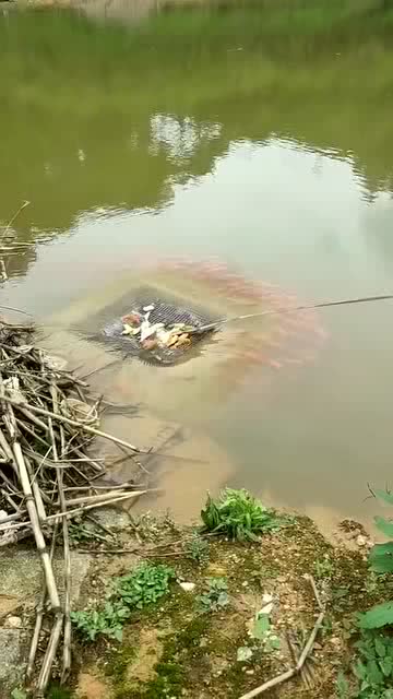 水往鱼塘的洞里流,这逮鱼真是太爽了 