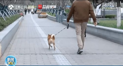 养狗的濮阳人注意 5月1日起,遛狗不栓绳将违法