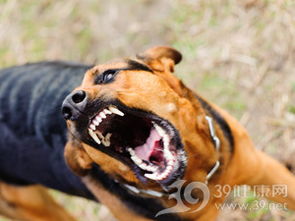 狂犬病发病周期是多久（狂犬病发病周期一般为1-3个月）