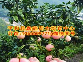 广东省梅县区金柚无病毒苗木繁育技术,5块钱一个的柚子是什么柚子