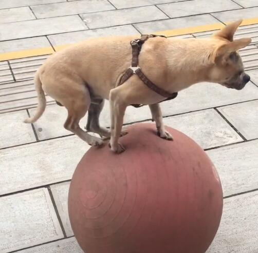 狗狗踩皮球上玩平衡,比人还更厉害,动作绝对是冠军