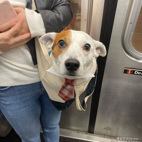 纽约地铁 禁止带狗,除非包里塞得下 于是,奇妙的风景线出现了